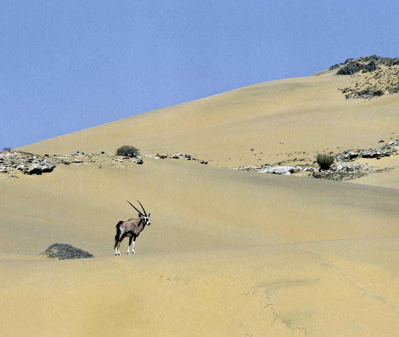 无人,横图,室外,河流,沙漠,哺乳动物,野生动物,非洲,纳米比亚,羚羊,沙子,地形,沙丘,自然,动物,摄影,考古学,干的,长角羚,彩图