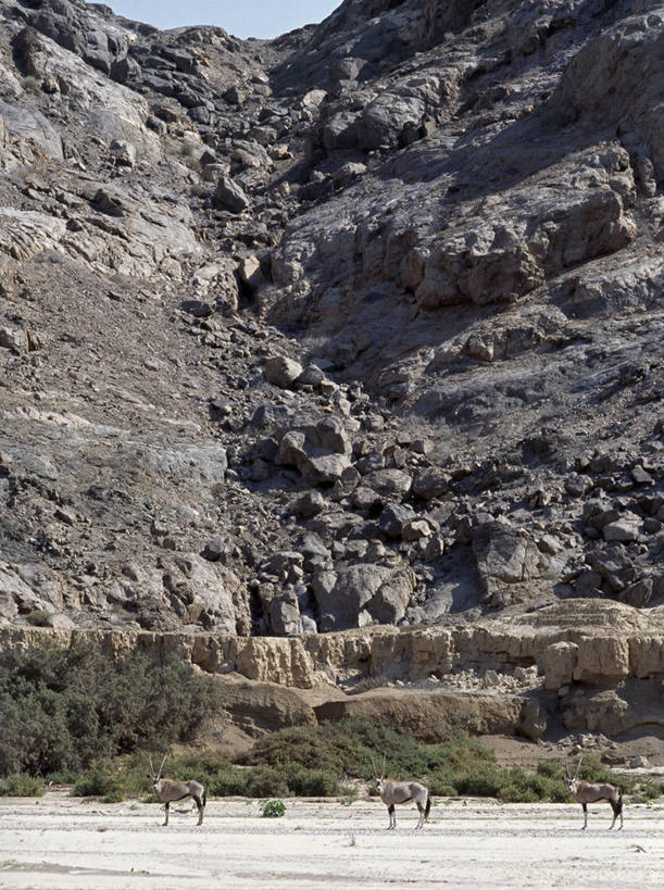 无人,竖图,室外,沙漠,哺乳动物,野生动物,非洲,纳米比亚,羚羊,地形,悬崖,河床,自然,动物,摄影,考古学,干的,长角羚,岩石,彩图