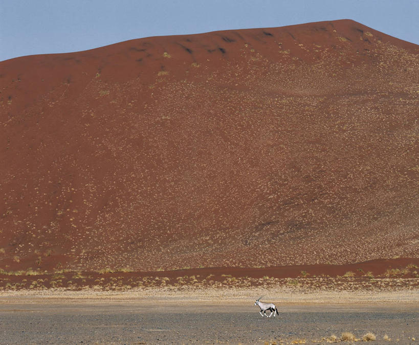 无人,横图,室外,沙漠,纳米比亚,羚羊,沙子,沙丘,草,黄色,红色,动物,橙色,摄影,巨大,庞大,干的,长角羚,宏大,硕大,伟大,纳米布沙漠,彩图