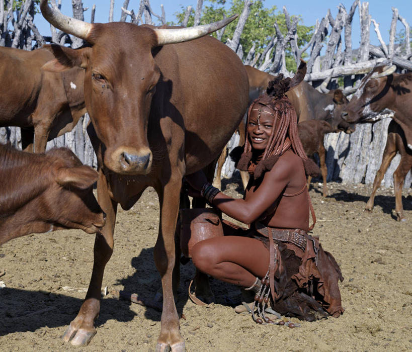 牛奶,成年人,一个人,人群,笑,微笑,横图,生产线,牛,项链,珠宝,非洲,纳米比亚,仅一个女性,珠子,围栏,衣服,黄色,动物,摄影,牲畜,发辫,麻花辫,草本,非洲文化,挤奶,母牛,女人,非洲人,发型,彩图,传统服装,传统文化,赫雷罗族,游牧民族