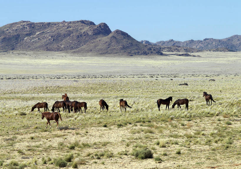 无人,横图,室外,自由,哺乳动物,马,野生动物,纳米比亚,动物,运输,摄影,牲畜,食草动物,考古学,肖像,彩图