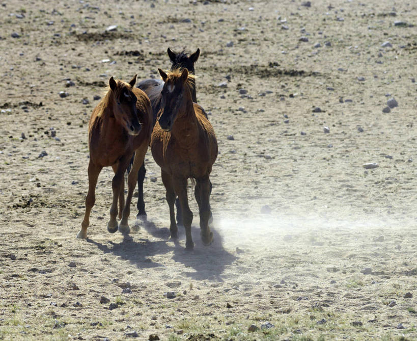 无人,横图,室外,自由,哺乳动物,马,野生动物,纳米比亚,动物,运输,摄影,牲畜,食草动物,灰尘,考古学,肖像,彩图