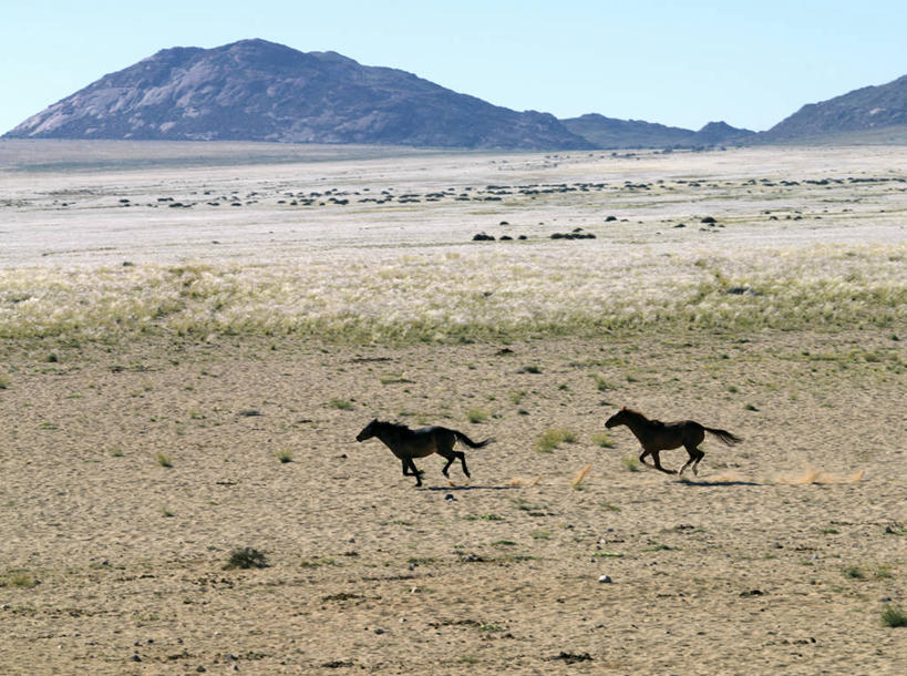 无人,跑,横图,室外,自由,哺乳动物,马,野生动物,纳米比亚,动物,运输,摄影,牲畜,食草动物,灰尘,考古学,肖像,彩图