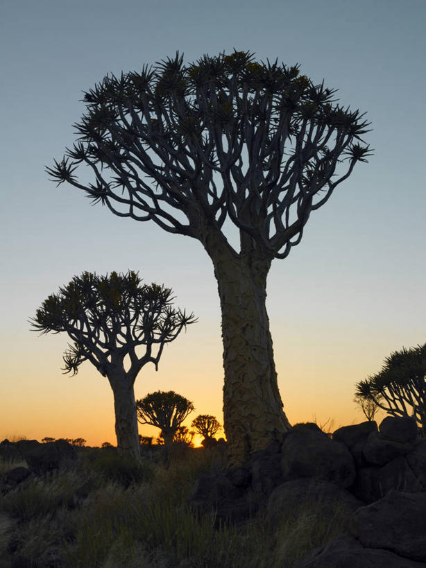 无人,竖图,室外,夜晚,沙漠,芦荟,野生动物,纳米比亚,地形,树,黄昏,摄影,考古学,罗帷草,讷会,奴会,象鼻莲,象胆,彩图,油葱