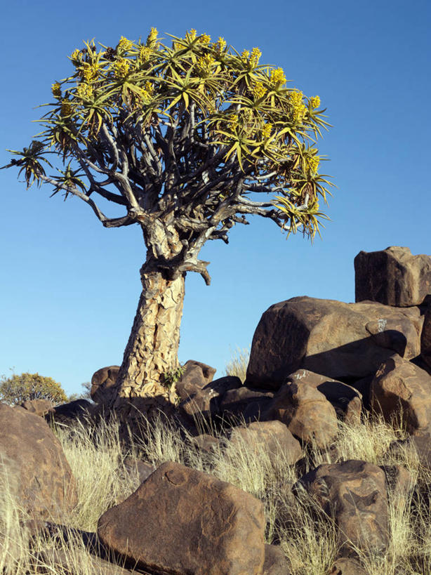 无人,竖图,室外,沙漠,芦荟,野生动物,纳米比亚,地形,树,摄影,考古学,罗帷草,讷会,奴会,象鼻莲,象胆,彩图,油葱