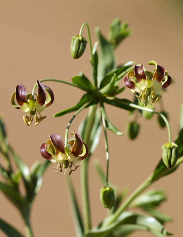 无人,竖图,室外,植物,百合花,非洲,纳米比亚,野花,花,花瓣,摄影,强瞿,纳米布沙漠,百合蒜,倒仙,番韭,山丹,岩石,彩图,火焰百合