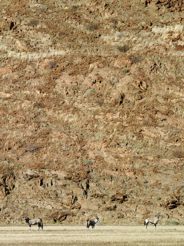 无人,竖图,室外,哺乳动物,野生动物,非洲,纳米比亚,羚羊,地形,草,动物,摄影,干的,长角羚,达马拉兰,彩图