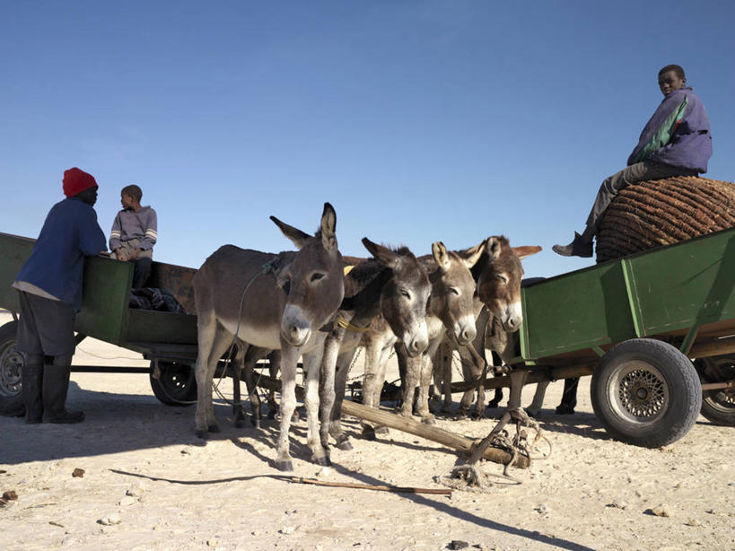 成年人,横图,日光,非洲,纳米比亚,沙子,推车,动物,社区,运输,摄影,谷仓,骡子,驴子,男人,男性,彩图,旅行