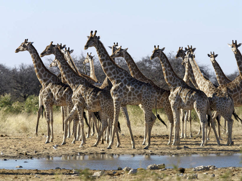 无人,横图,室外,水,哺乳动物,长颈鹿,野生动物,非洲,纳米比亚,喝,干燥,热,饮料,动物,摄影,口渴,彩图