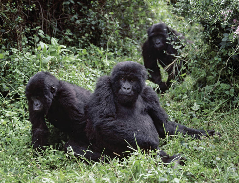 无人,横图,室外,野生动物,非洲,卢旺达,摄影,猿,灵长目,夏威夷火山国家公园,比格岛,濒危物种,银背大猩猩,高山大猩猩,彩图