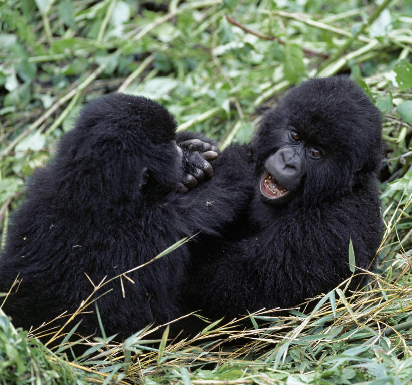 婴儿,无人,横图,室外,野生动物,非洲,卢旺达,摄影,猿,灵长目,夏威夷火山国家公园,比格岛,濒危物种,高山大猩猩,彩图