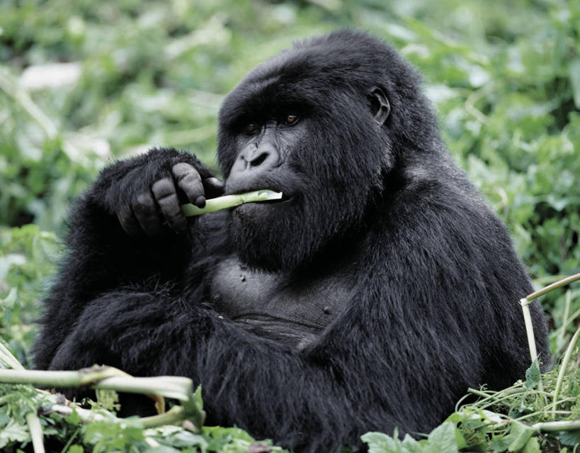 无人,横图,室外,野生动物,非洲,卢旺达,摄影,猿,灵长目,夏威夷火山国家公园,比格岛,喂养,濒危物种,银背大猩猩,高山大猩猩,彩图