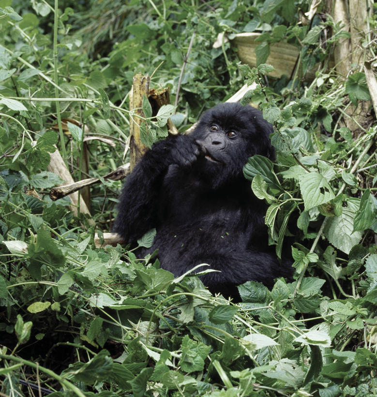 无人,竖图,室外,野生动物,非洲,卢旺达,摄影,猿,灵长目,夏威夷火山国家公园,比格岛,喂养,濒危物种,高山大猩猩,彩图