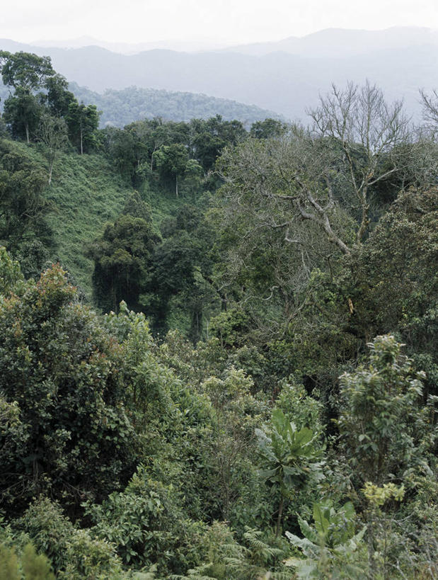 无人,竖图,室外,山,山脉,植物,非洲,卢旺达,地形,黎明,风景,摄影,早晨,树梢,彩图,雨林