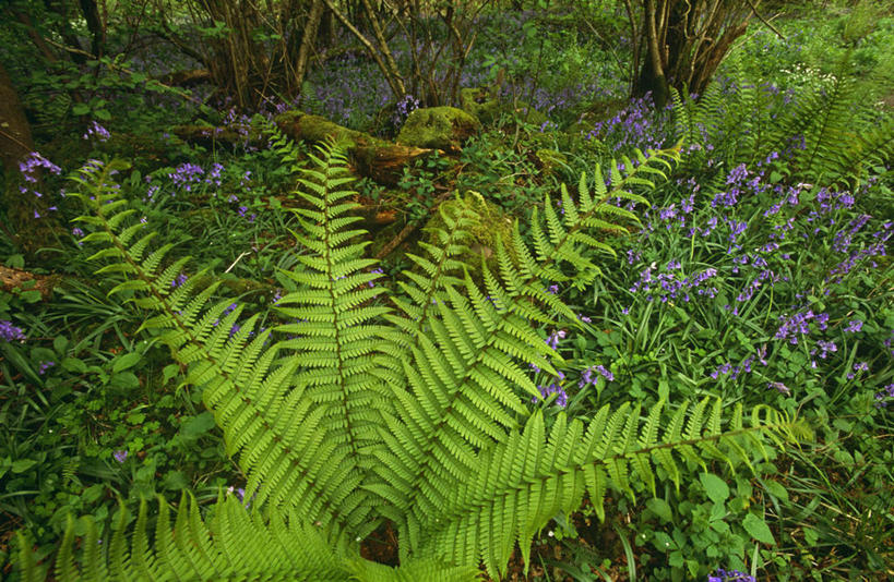 无人,横图,室外,树林,植物,英国,欧洲,英格兰,花,春天,摄影,蕨类,国家公园,约克郡,野风信子,彩图