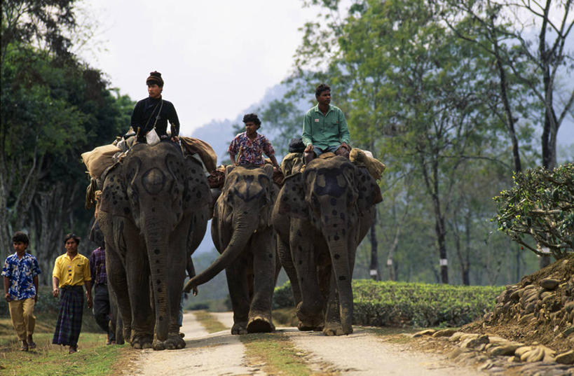 横图,室外,哺乳动物,野生动物,印度,亚洲,工作,动物,平原,摄影,亚洲象,种植园,象,彩图