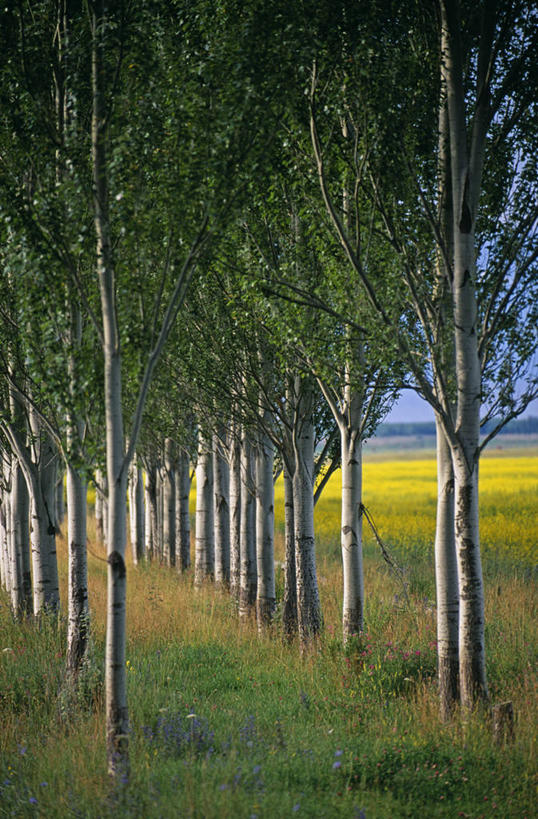 无人,竖图,室外,树林,植物,吉尔吉斯斯坦,架子,树,树木,绿色,自然,摄影,生长,成长,支撑,固定,中亚,政府,白杨,彩图