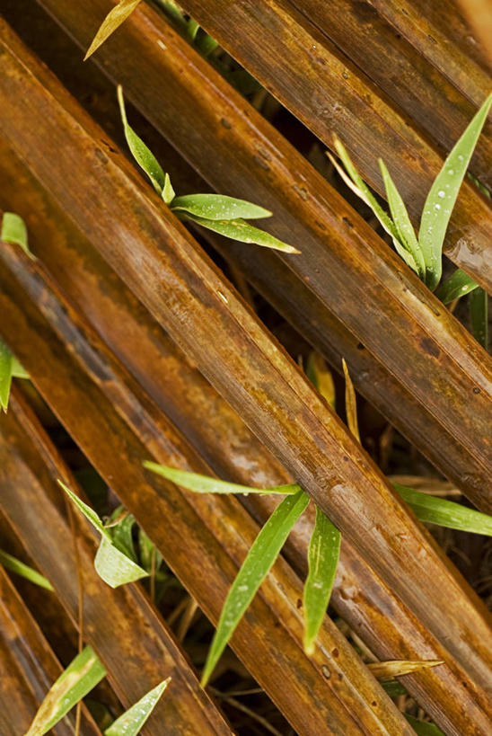 无人,竖图,室外,抽象,植物,棕榈树,叶子,斐济,岛,海岸线,摄影,热带气候,南太平洋,式样,复叶,海滩,彩图