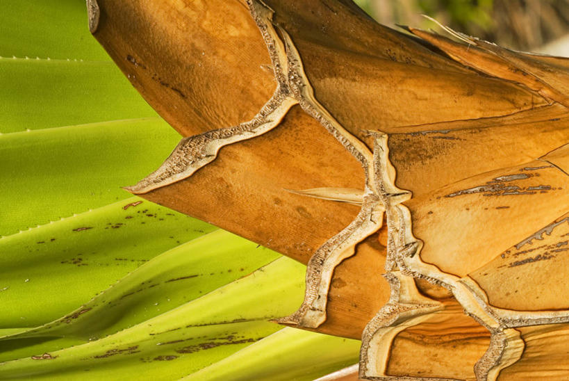 无人,横图,室外,抽象,植物,棕榈树,椰子,叶子,斐济,岛,树皮,摄影,热带气候,南太平洋,式样,复叶,海滩,彩图