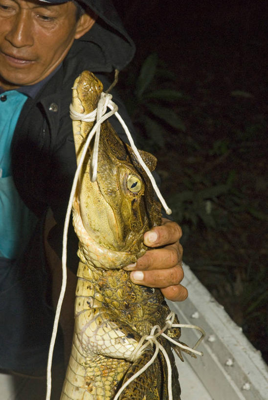 一个人,竖图,探险,秘鲁,科学,动物,线绳,南美,摄影,保护,拉丁美洲,黑宽吻凯门鳄,环境保护,濒危物种,彩图,人老心不老