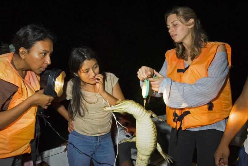 三个人,横图,探险,团队,秘鲁,科学,测量,南美,摄影,保护,拉丁美洲,黑宽吻凯门鳄,环境保护,志愿者,濒危物种,秤,彩图,人老心不老