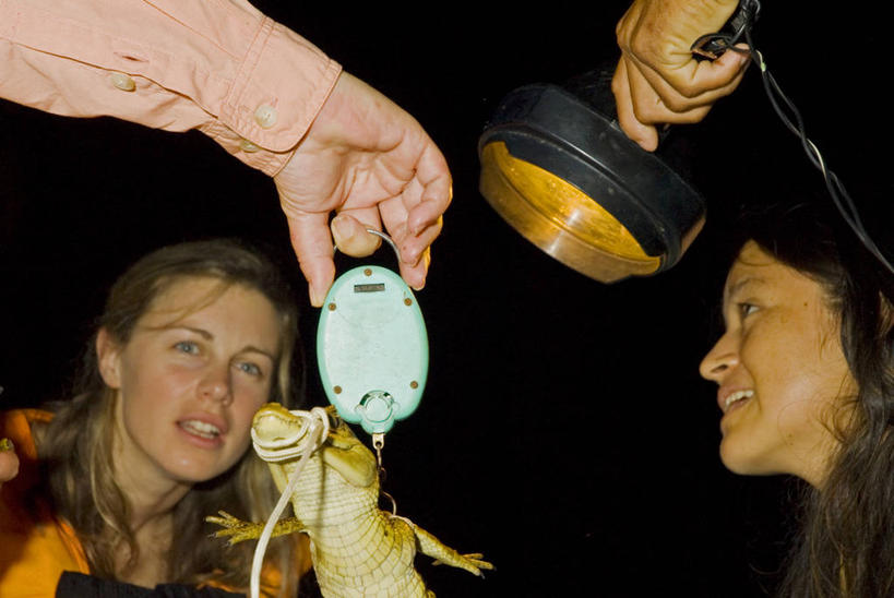 三个人,横图,探险,团队,秘鲁,科学,测量,南美,摄影,保护,拉丁美洲,黑宽吻凯门鳄,环境保护,志愿者,濒危物种,彩图,人老心不老