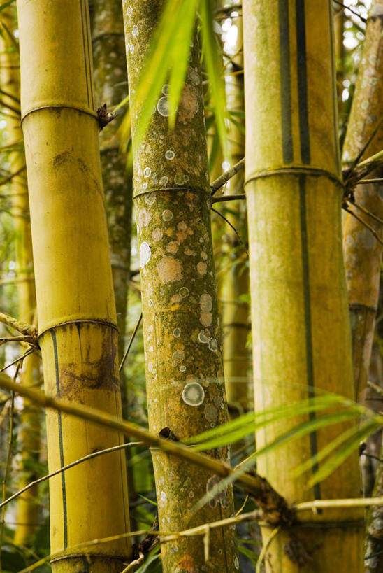 无人,公园,竖图,室外,河流,森林,树林,植物,叶子,亚马逊河,秘鲁,树荫,自然,南美,摄影,巨大,庞大,环境,拉丁美洲,横截面,热带雨林,伊基托斯,宏大,硕大,伟大,彩图,动物学,雨林