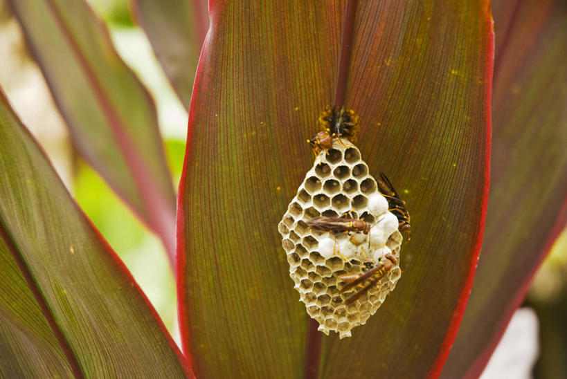 无人,公园,横图,室外,河流,森林,植物,野生动物,叶子,亚马逊河,秘鲁,昆虫,树荫,自然,南美,摄影,环境,住房,拉丁美洲,热带雨林,黄蜂,伊基托斯,彩图,动物学,雨林