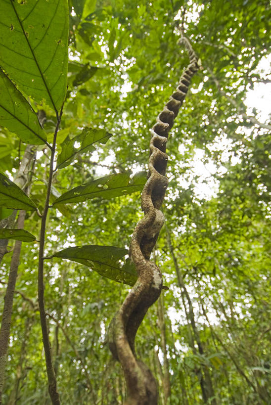 无人,公园,竖图,室外,森林,植物,亚马逊河,秘鲁,树,藤蔓,南美,摄影,巨大,庞大,保护,环境,热带气候,拉丁美洲,热带雨林,藤蔓植物,宏大,硕大,伟大,彩图,动物学,雨林