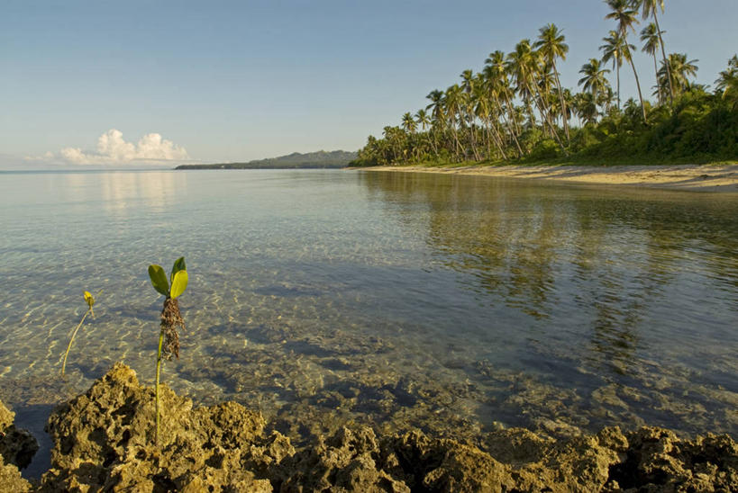 无人,横图,室外,射击,海洋,水,植物,菲律宾,地形,海岸线,摄影,生长,环境,环境保护,海滩,彩图,红树林