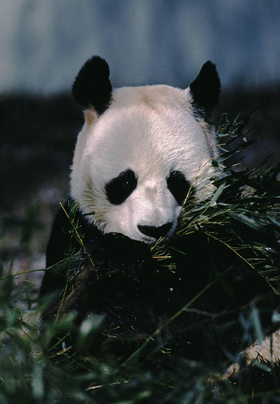 无人,动物园,竖图,黑白,哺乳动物,野生动物,熊,熊猫,亚洲,白色,黑色,动物,摄影,巨大,庞大,大熊猫,宏大,硕大,伟大,喂养,濒危物种,竹,彩图