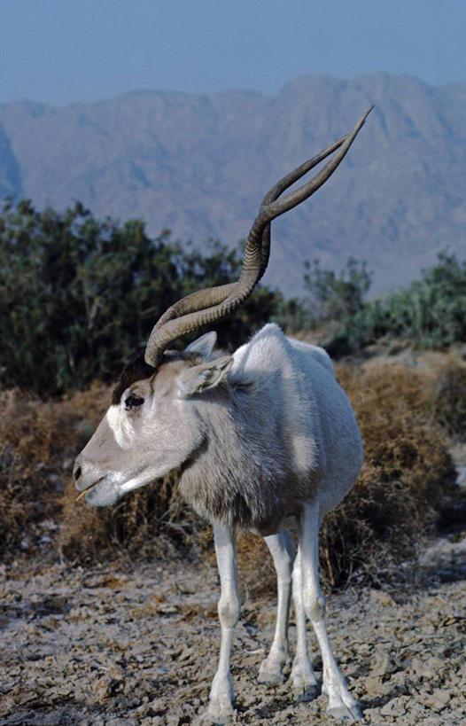 无人,竖图,室外,夜晚,以色列,亚洲,羚羊,动物,摄影,撒哈拉沙漠,自然保护区,曲角羚羊,濒危物种,彩图