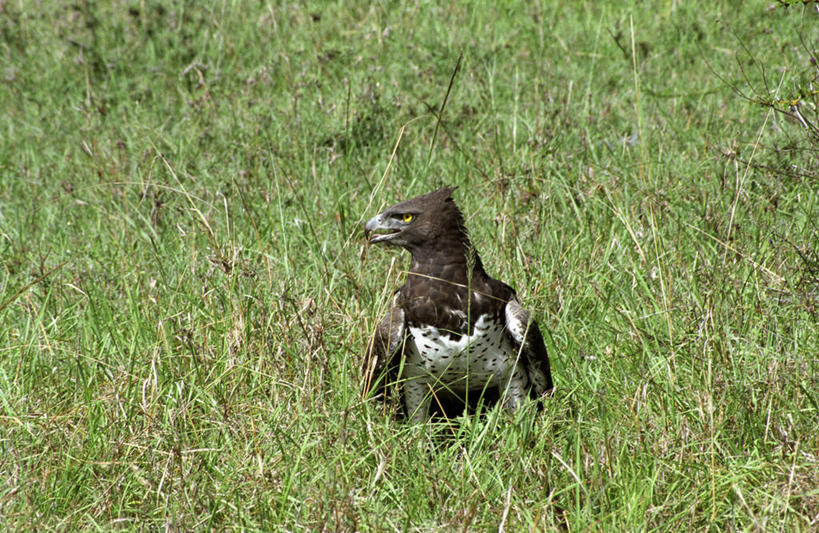 无人,横图,哺乳动物,野生动物,非洲,肯尼亚,鸟类,捕食,自然,动物,摄影,考古学,战雕,彩图,马赛马拉国家保护区