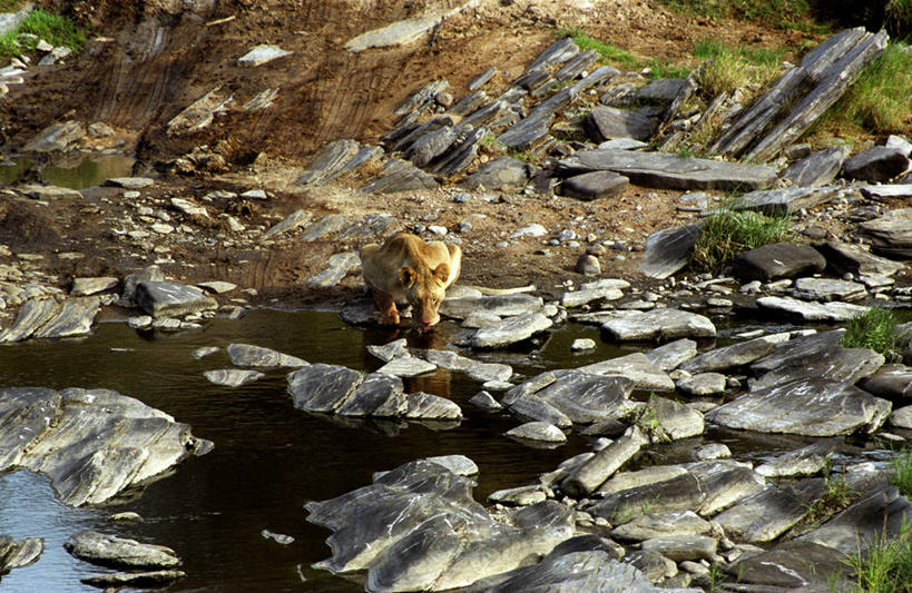 无人,蹲,横图,室外,骄傲,水,哺乳动物,野生动物,狮子,非洲,肯尼亚,喝,干燥,雌狮,捕食,饮料,小溪,自然,动物,摄影,考古学,猫科动物,口渴,彩图,马赛马拉国家保护区