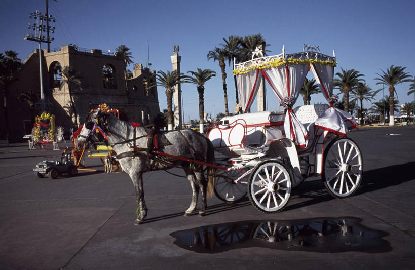 无人,横图,婚礼,街道,马,利比亚,装饰,马车,首都,动物,运输,摄影,地中海文化,北非,彩图,传统文化