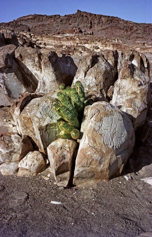 无人,竖图,室外,沙漠,仙人掌,非洲,纳米比亚,地形,巨石,摄影,岩石,彩图