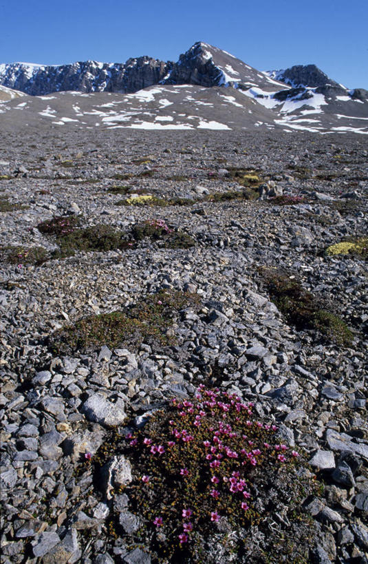 无人,竖图,室外,北极,山,山脉,雪,植物,虎耳草,挪威,欧洲,地形,山顶,草药,药草,中药,花,花朵,紫色,自然,摄影,气象,气候,药材,中草药,坚持,中药材,本草,持续,斯瓦尔巴德群岛,岩石,石荷叶,老虎草,金线吊芙蓉,金丝荷叶,彩图,冻原