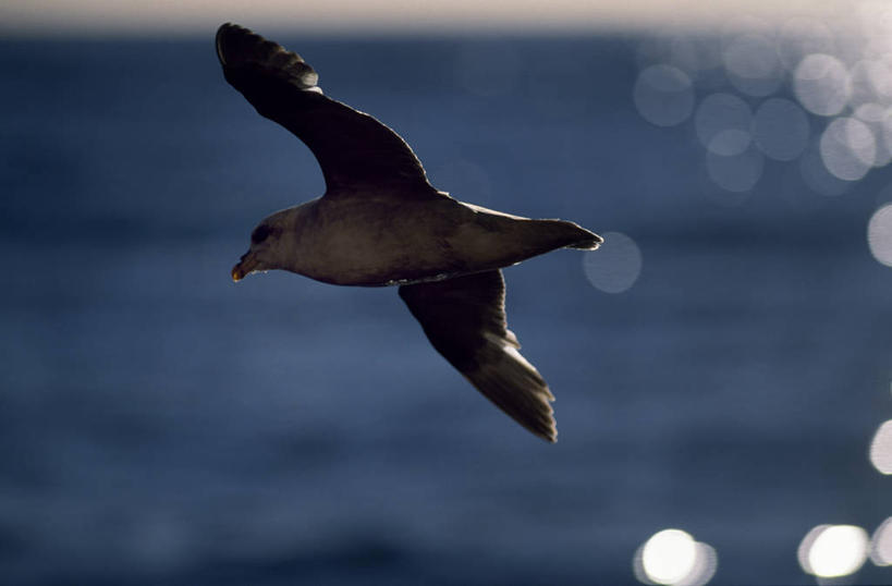 无人,横图,海鸟,日光,挪威,欧洲,光线,鸟类,光芒,飞,摄影,北冰洋,斯瓦尔巴德群岛,彩图