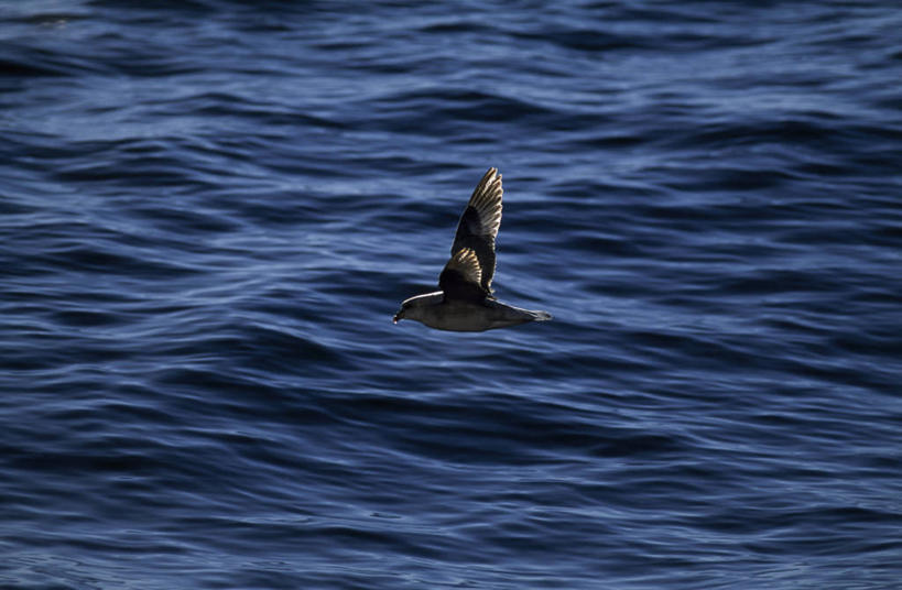 无人,横图,水,海鸟,挪威,欧洲,波纹,鸟类,飞,摄影,北冰洋,斯瓦尔巴德群岛,彩图