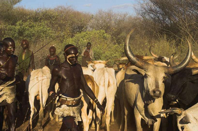 横图,牛,非洲,埃塞俄比亚,摄影,奥莫低谷,彩图,传统文化