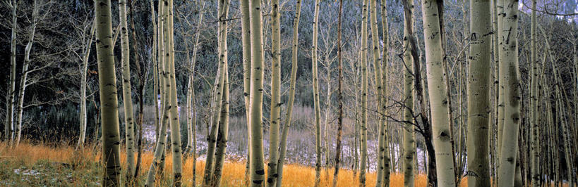 无人,横图,全景,室外,森林,树林,美国,北,树,树干,摄影,白杨树,北美,白杨,科罗拉多州,大叶杨,彩图,旅行,颤杨,冲天杨,响杨