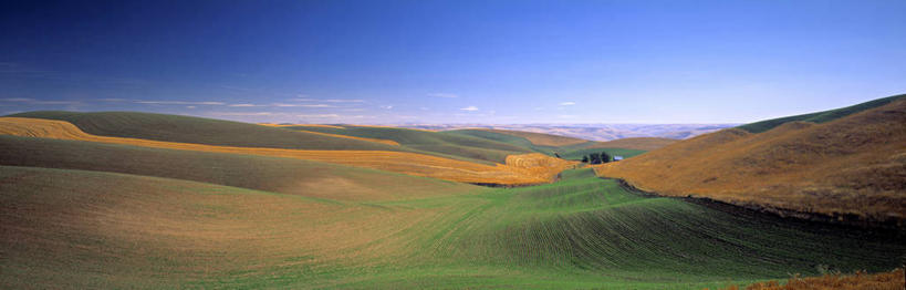 无人,横图,全景,室外,农业,美国,地形,北,摄影,北美,华盛顿州,帕卢斯,彩图,旅行