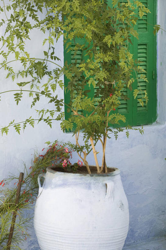 无人,竖图,窗户,布达拉宫,希腊,百叶窗,岛,首都,摄影,西欧,地中海文化,南欧,希腊文化,克里特岛,彩图