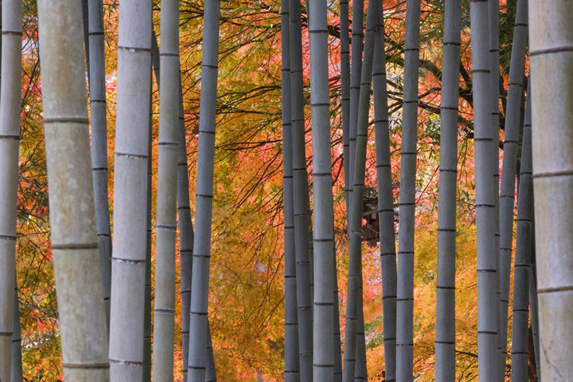 无人,横图,室外,树林,植物,枫树,日本,亚洲,日本文化,树,树木,绿色,自然,地标建筑,摄影,京都府,生长,成长,岚山,秋天,彩图