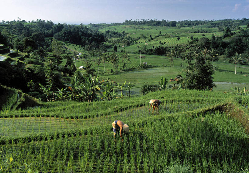 横图,农业,印度尼西亚,亚洲,播种,摄影,东南亚,彩图,巴厘