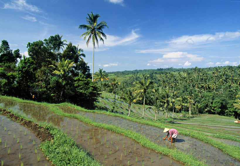 横图,农业,印度尼西亚,亚洲,播种,摄影,东南亚,彩图,巴厘
