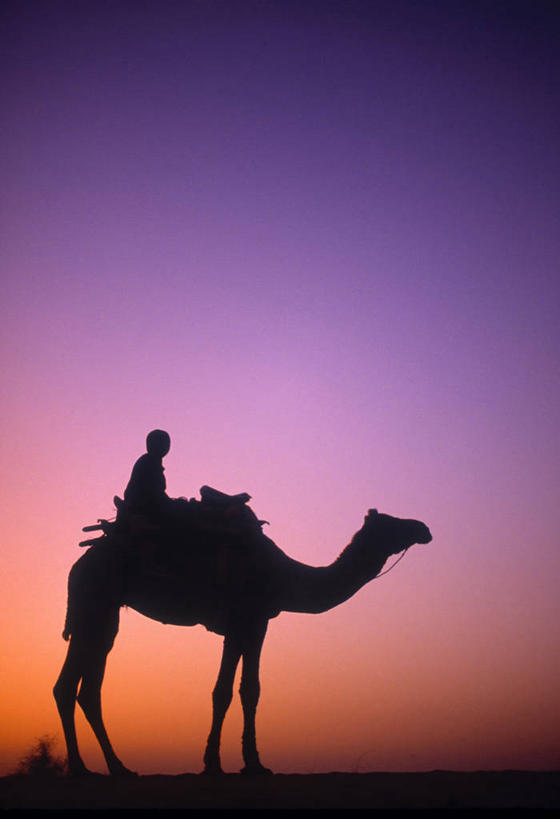 一个人,竖图,印度,亚洲,骆驼,摄影,剪影,拉贾斯坦邦,彩图