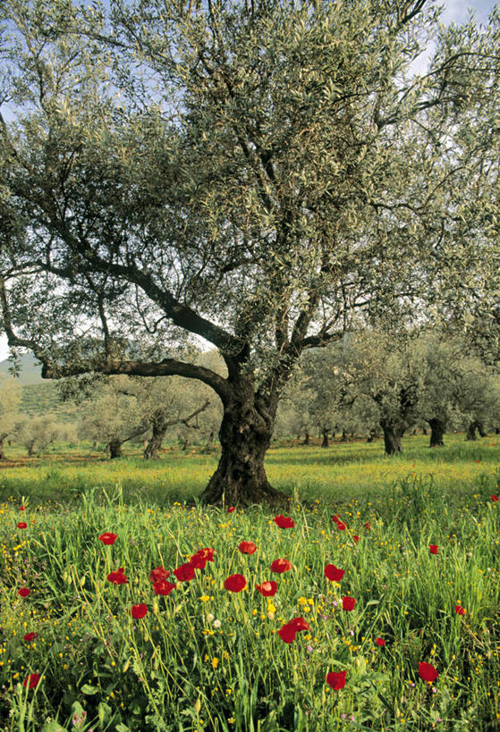 无人,竖图,室外,农业,以色列,摄影,中东,彩图,旅行,油橄榄树