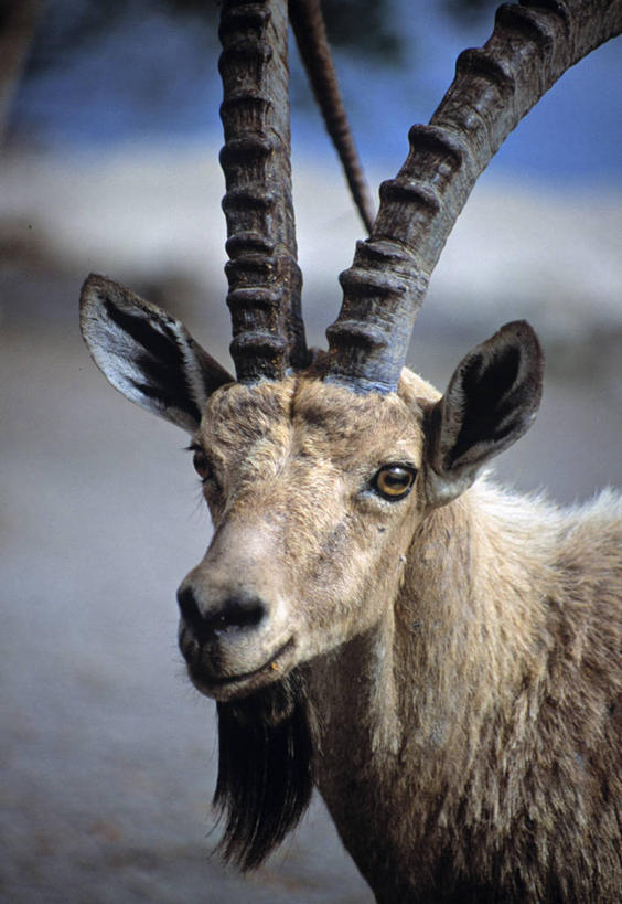 无人,竖图,野生动物,羊,以色列,动物,可爱,摄影,活泼,中东,野山羊,悬羊,死海,山羊,彩图,旅行,西伯利亚北山羊