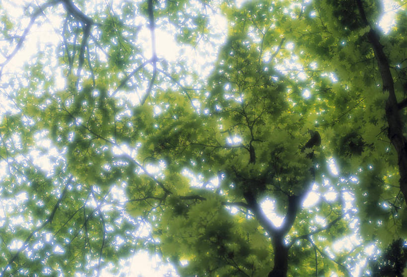 无人,横图,叶子,树,绿色,春天,季节,摄影,彩图,旅行